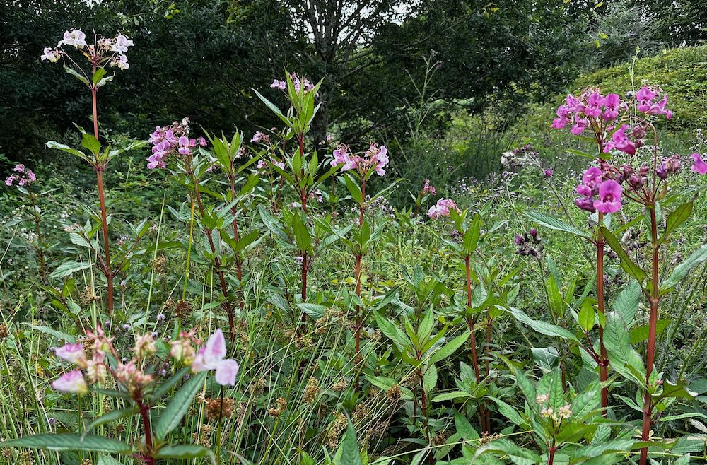 himalayan balsam in the lud brook valley